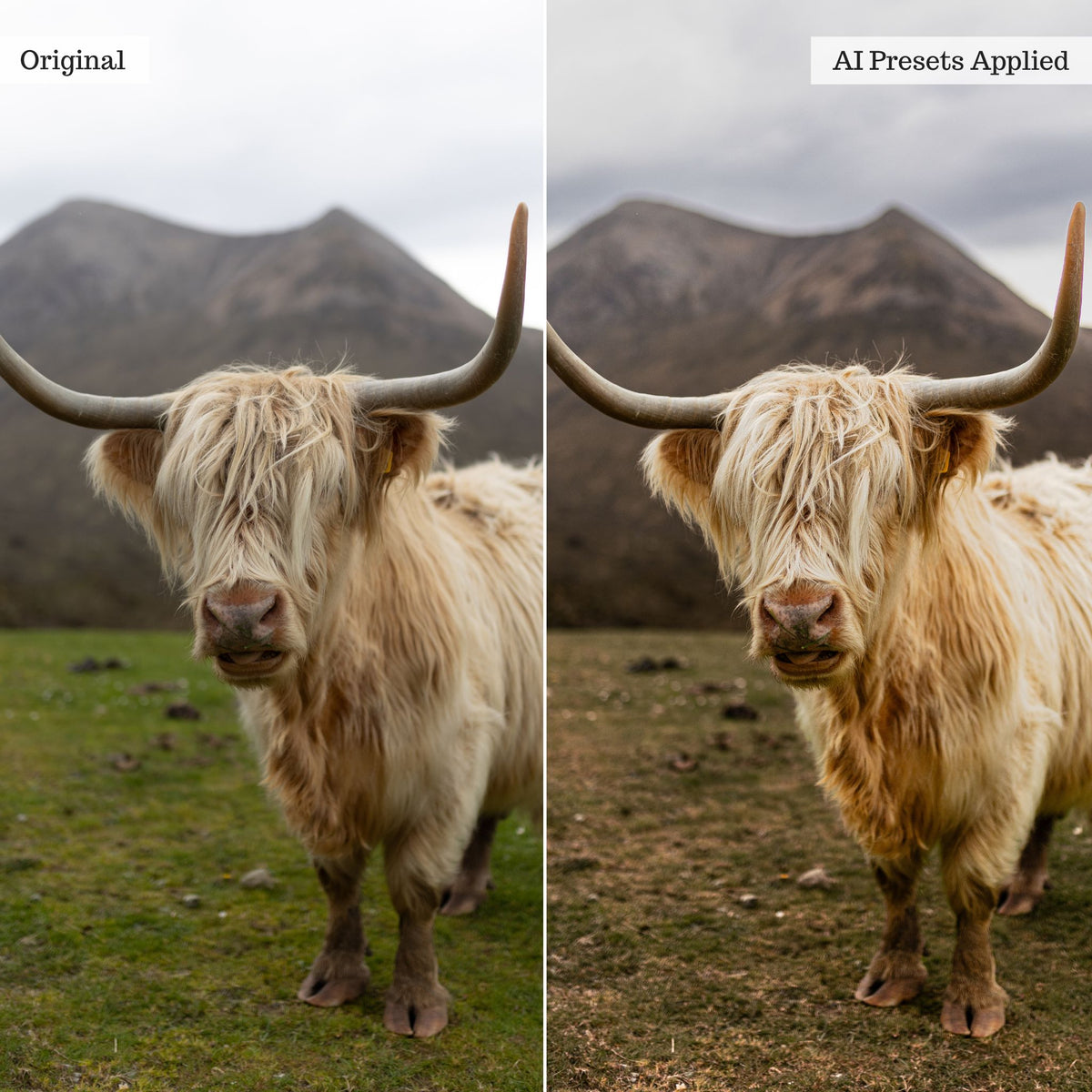 Landscape, Wildlife & Animals AI Adaptive Retouch Toolkit Lightroom Presets – Desktop & Mobile