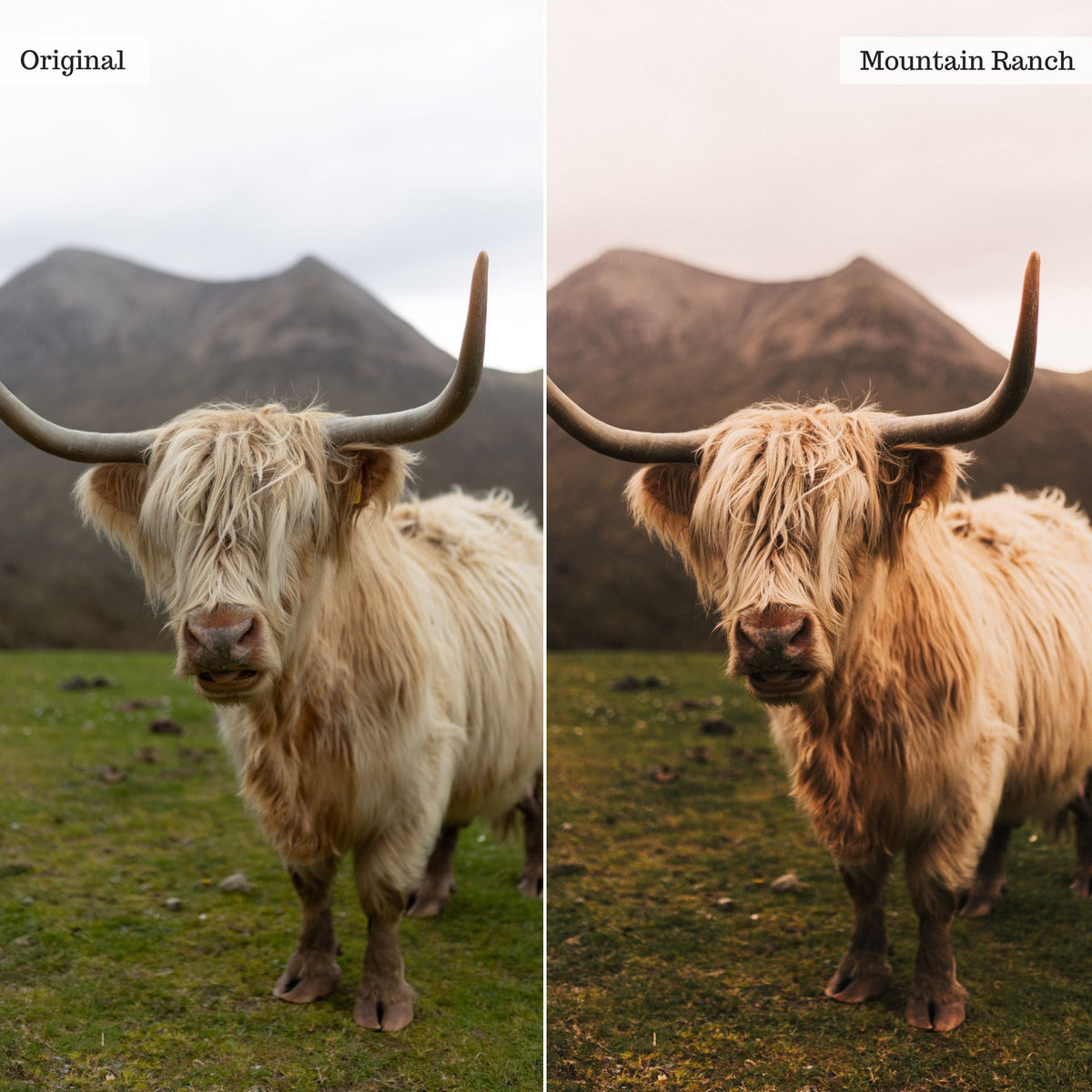 Rustic Farmhouse Lightroom Presets & AI Powered Tools – Desktop & Mobile