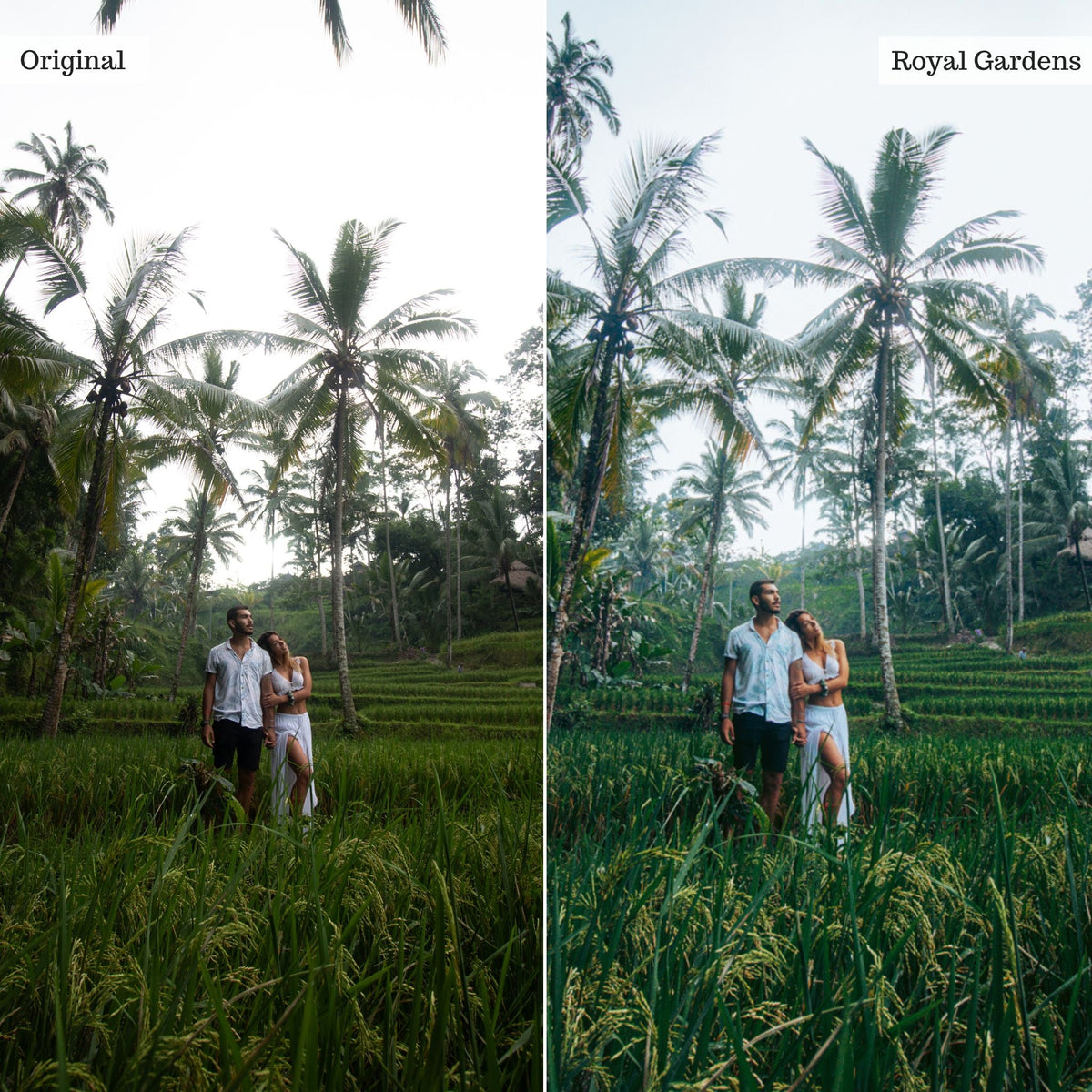 Royal Gardens - Single Color Palette Lightroom Presets & AI Tools