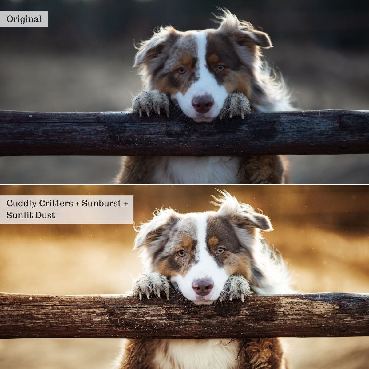 On the Farm 2.0 Lightroom Presets & AI Tools– Desktop & Mobile