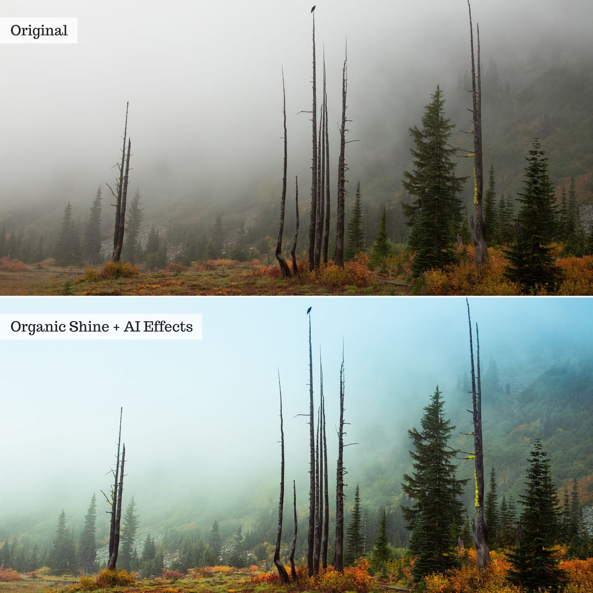 Elements - Landscapes & Wildlife 2.0 Lightroom Presets & AI Powered Tools – Desktop & Mobile