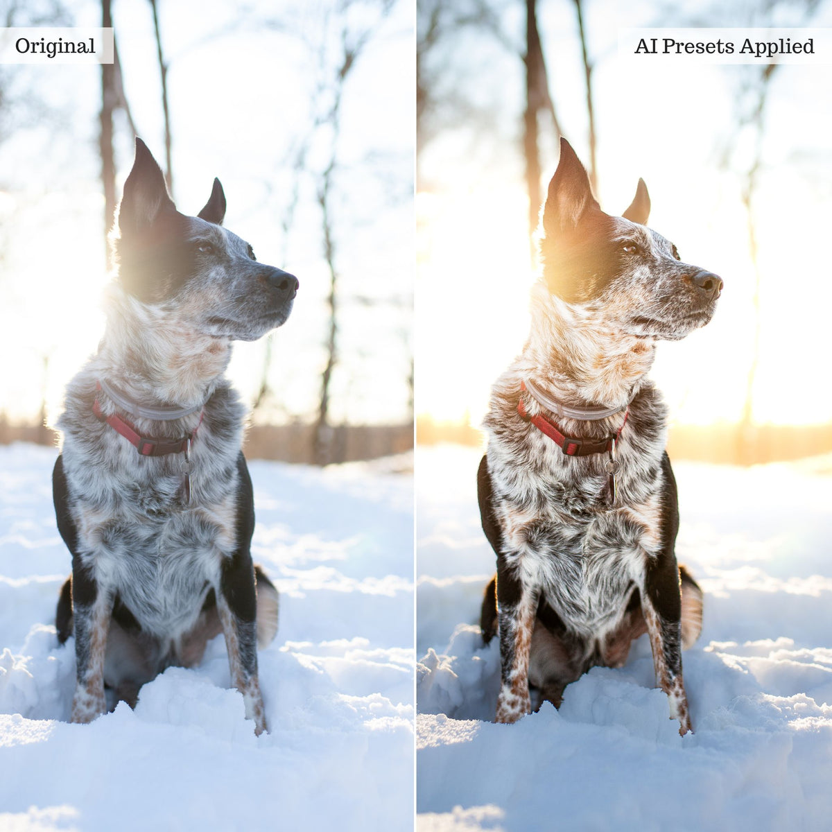 Landscape, Wildlife & Animals AI Adaptive Retouch Toolkit Lightroom Presets – Desktop & Mobile