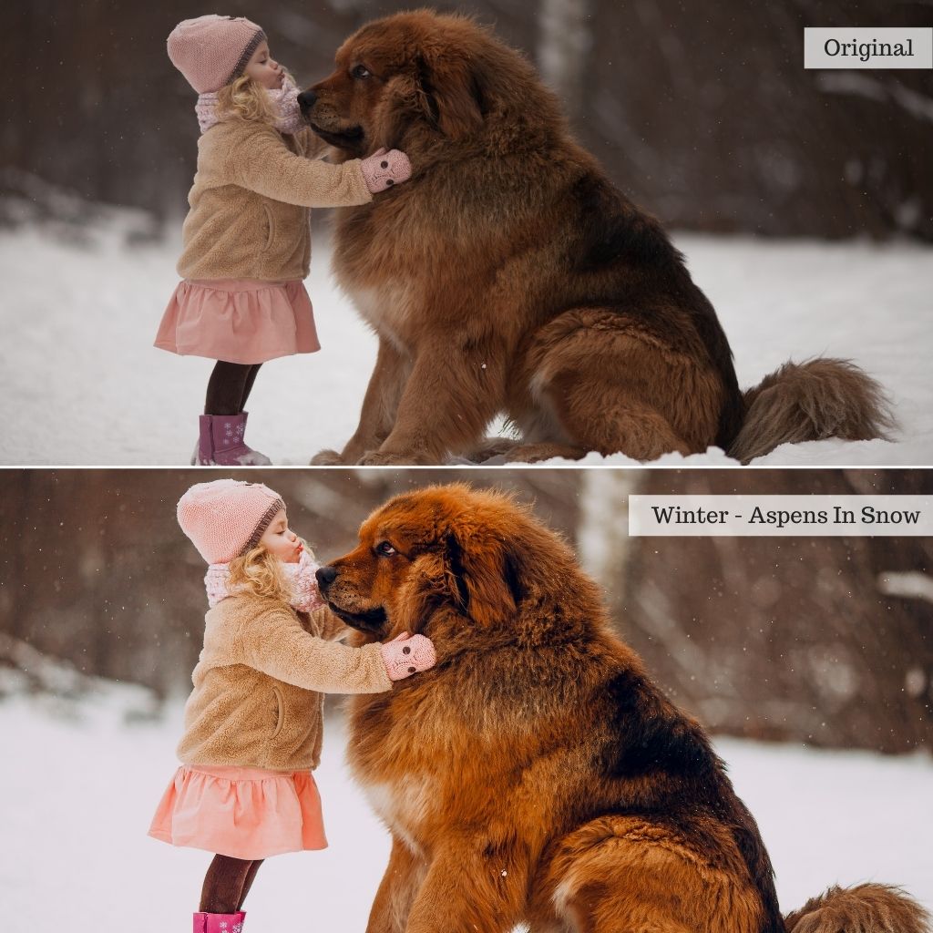 Essentials Lightroom Presets & AI Tools v2.0 – Desktop & Mobile