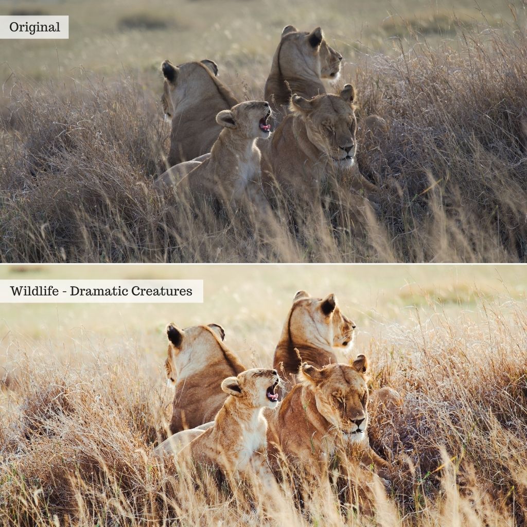 Essentials Lightroom Presets & AI Tools v2.0 – Desktop & Mobile