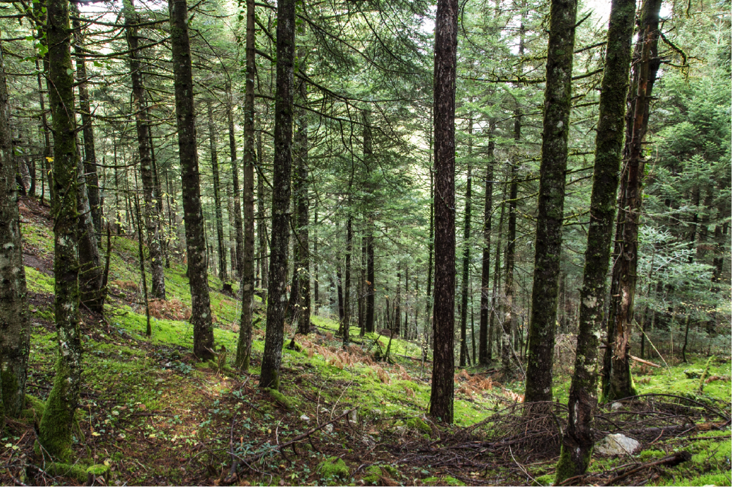 How to Use Lightroom: An Introduction to the Lens Profile