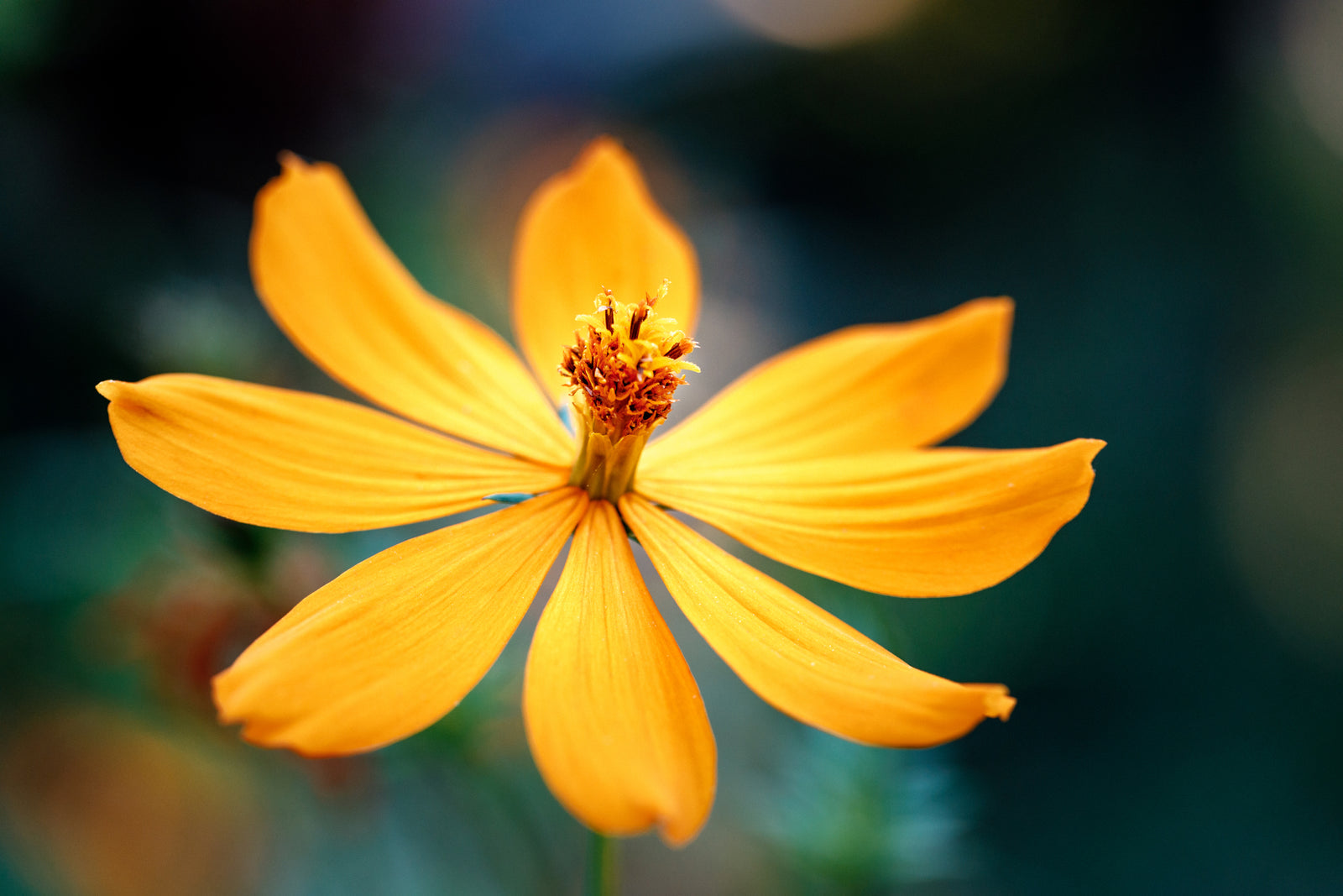 How to Create a Bokeh Effect