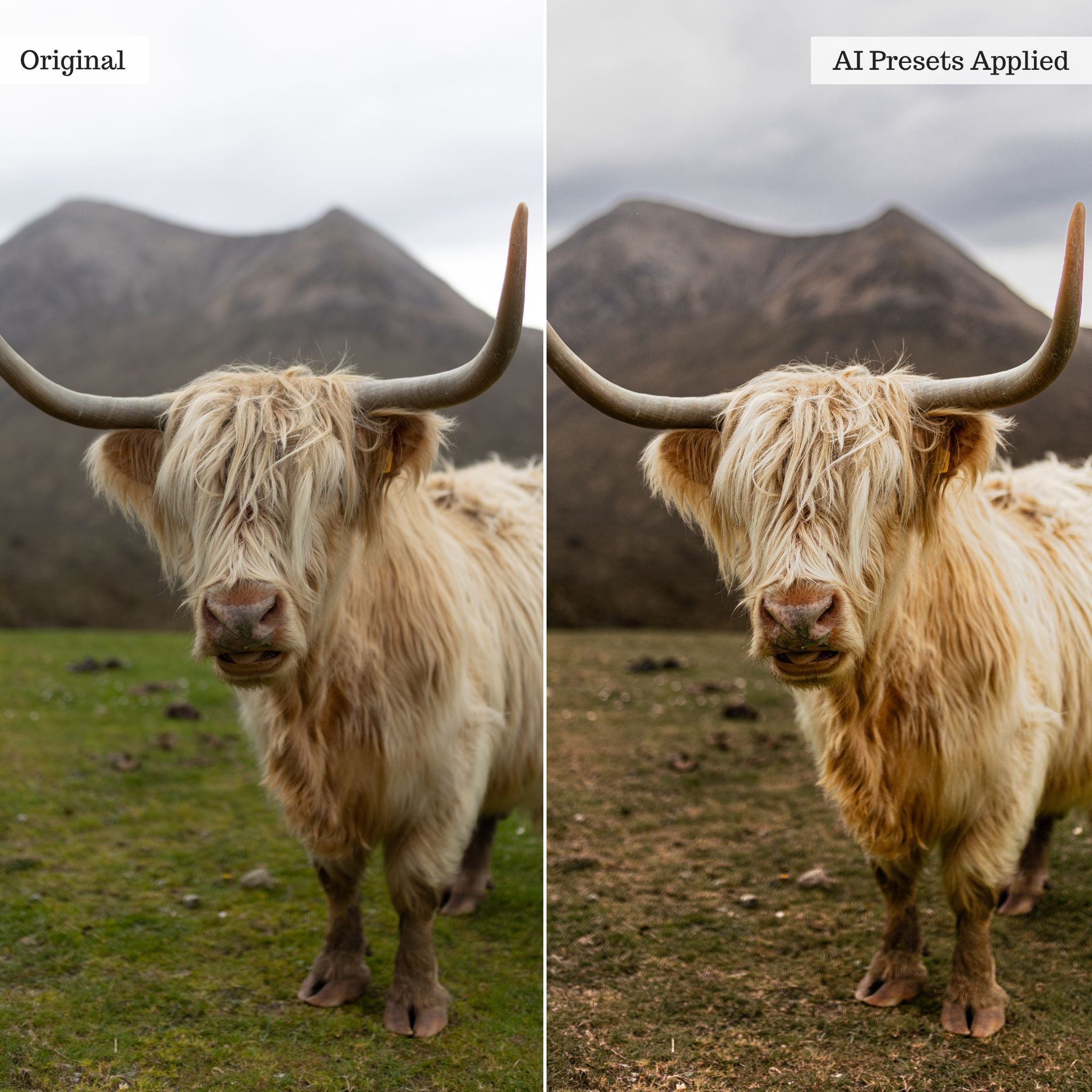Landscape, Wildlife & Animals AI Adaptive Retouch Toolkit Lightroom Presets – Desktop & Mobile
