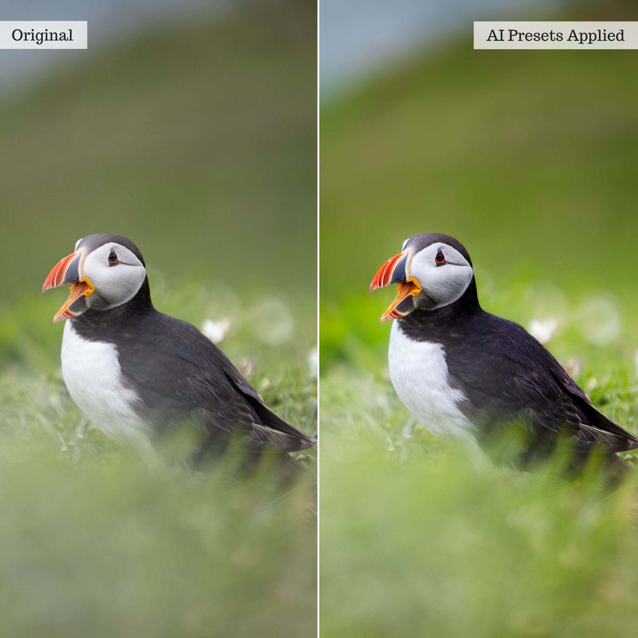 Landscape, Wildlife & Animals AI Adaptive Retouch Toolkit Lightroom Presets – Desktop & Mobile