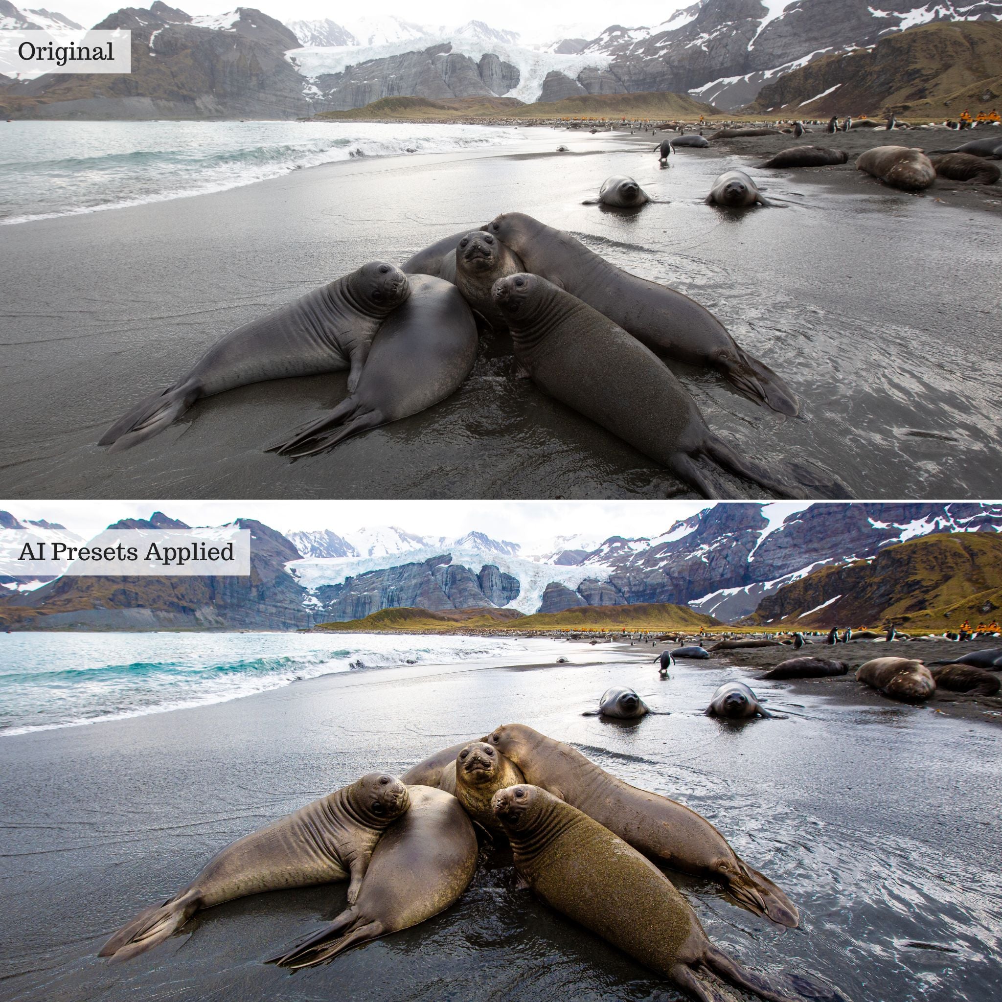 Landscape, Wildlife & Animals AI Adaptive Retouch Toolkit Lightroom Presets – Desktop & Mobile