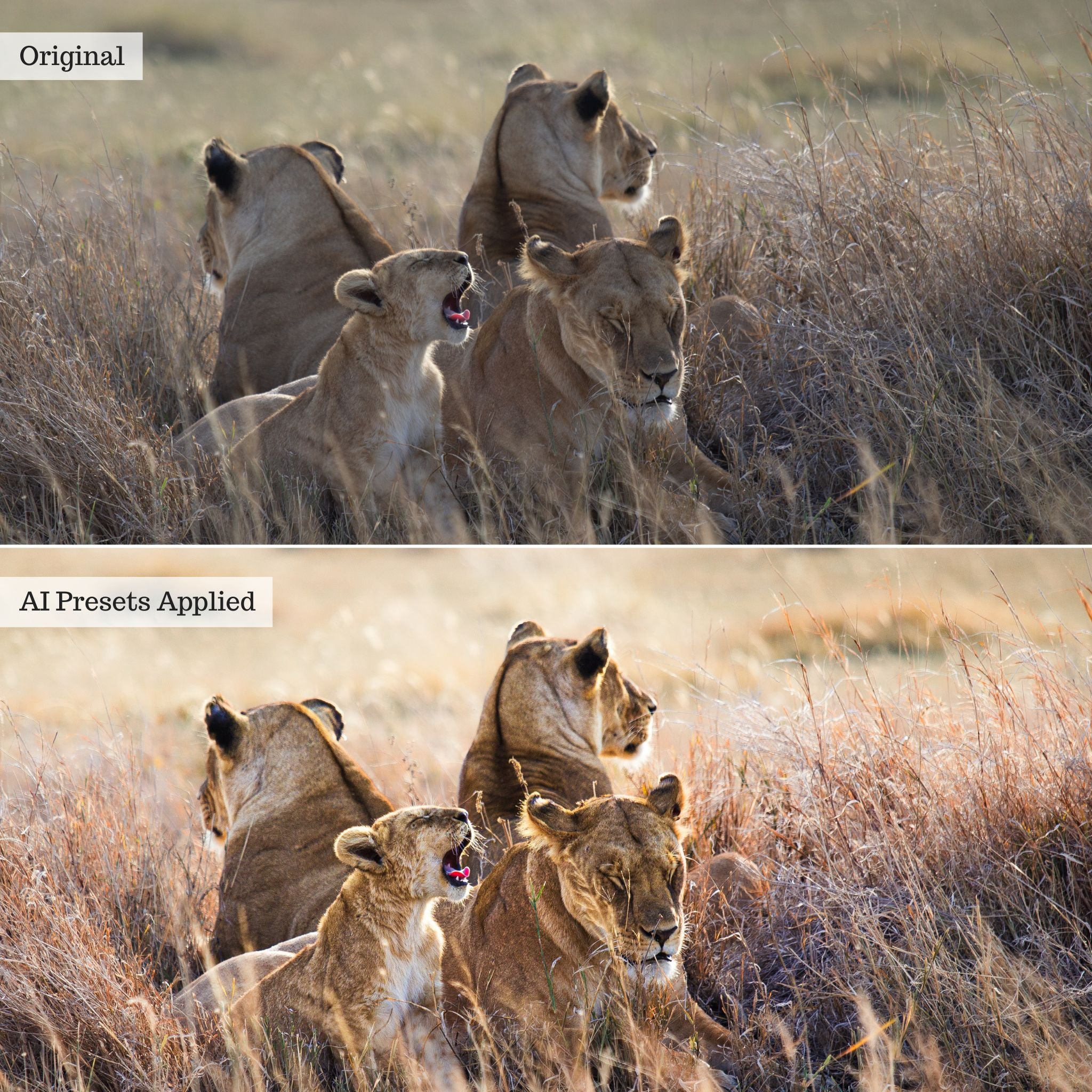 Landscape, Wildlife & Animals AI Adaptive Retouch Toolkit Lightroom Presets – Desktop & Mobile