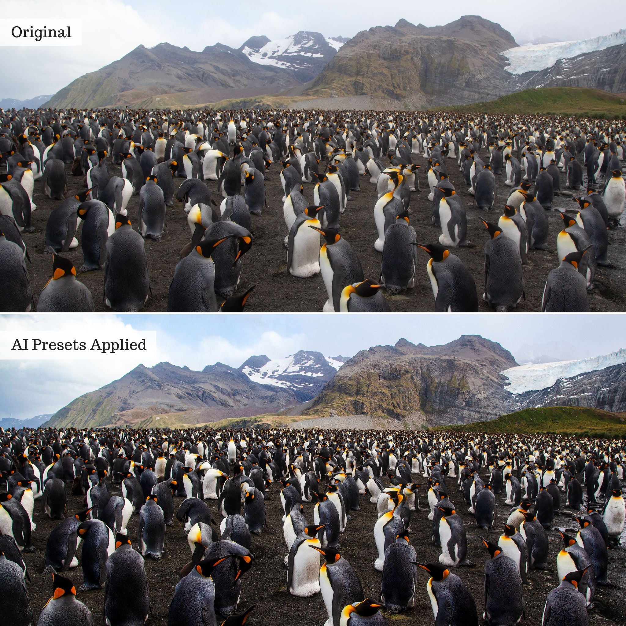 Landscape, Wildlife & Animals AI Adaptive Retouch Toolkit Lightroom Presets – Desktop & Mobile